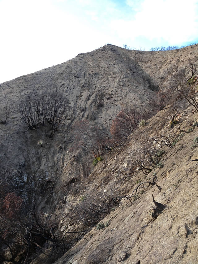 Photo of a hillside after a wildfire. 