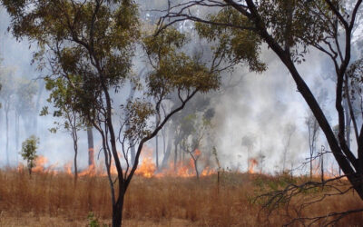 New Study Points to Increase in High-risk Bushfire Days in Australia