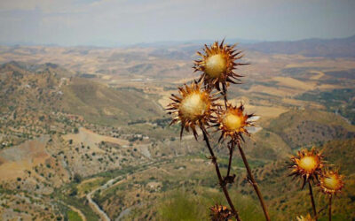 International Arid Lands Consortium Provides Research Funding