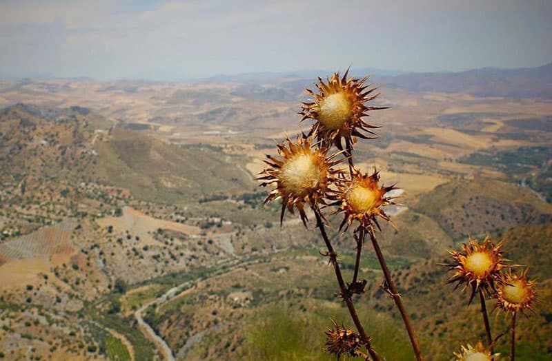 International Arid Lands Consortium Provides Research Funding