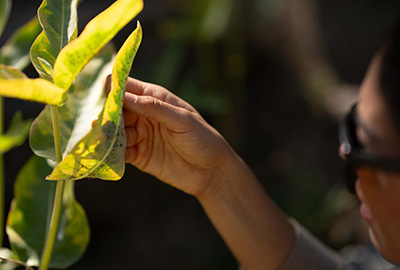 Researcher studying a plant illuminated by the sun.