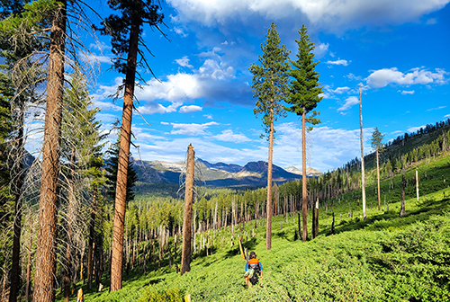 Researcher walking through Illilouette Basin with bare tree stumps left from wildfire.