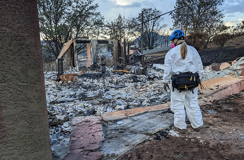 Cablk doing recovery work with her dog, Dax, at a burn site in California. 