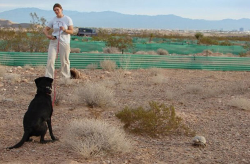 tortoise detection dog sits for owner