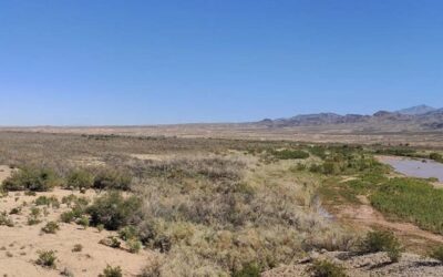 Cracking the Mysterious Case of Dying Desert Forests  