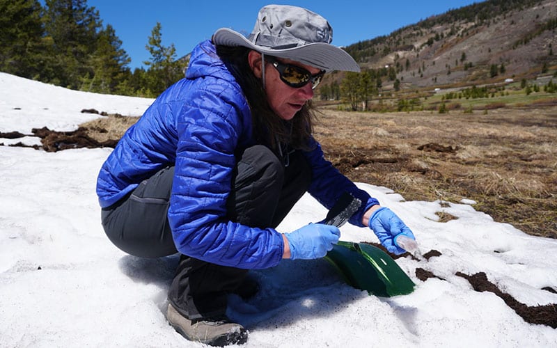 scientist collects snow algae