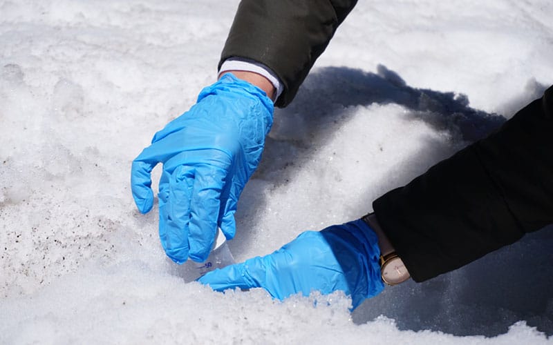 Scientist collects snow algae with rubber gloves