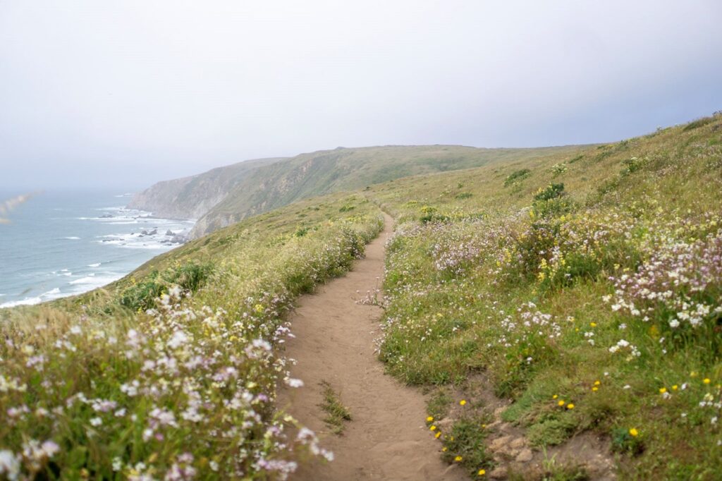 On top of a cliff overlooking the ocean at Point Reyes with a walking path and wildflowers. 