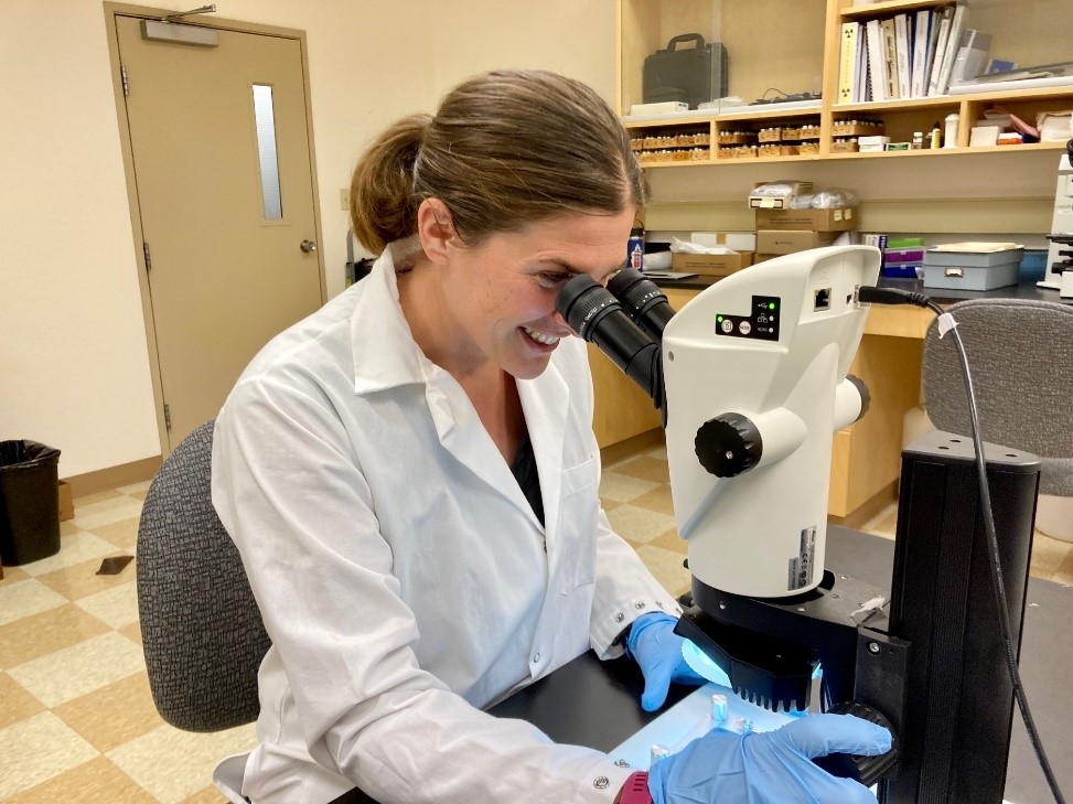 Rachel Kozloski working at a microscope in the microplastics lab at DRI. 